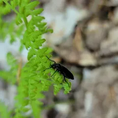 Lovebug thumbnail 3