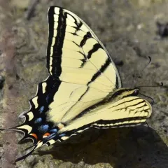 Two-tailed Swallowtail thumbnail 2