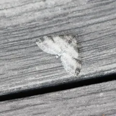 Powdered Bigwing Moth thumbnail 3