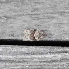 Gray Leafroller Moth thumbnail 4