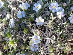 Howard's Alpine Forget-me-not thumbnail 1