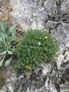 Watson's prickly phlox thumbnail 3