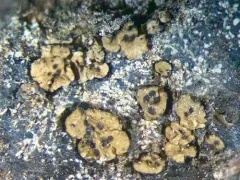 Little Emerald Lichen thumbnail 3