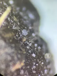 Saccobolus verrucisporus thumbnail 2