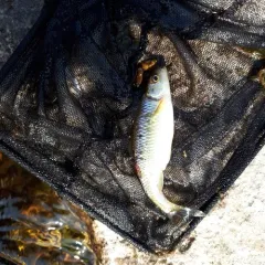 Common Shiner thumbnail 1