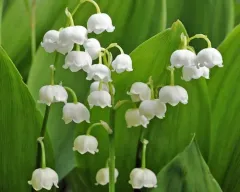 European lily of the valley thumbnail 5
