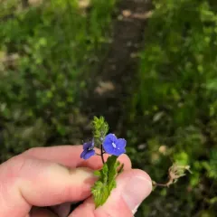 Germander Speedwell thumbnail 2