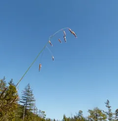 Geyer's Oniongrass thumbnail 2
