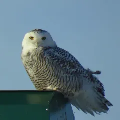 Snowy Owl thumbnail 4