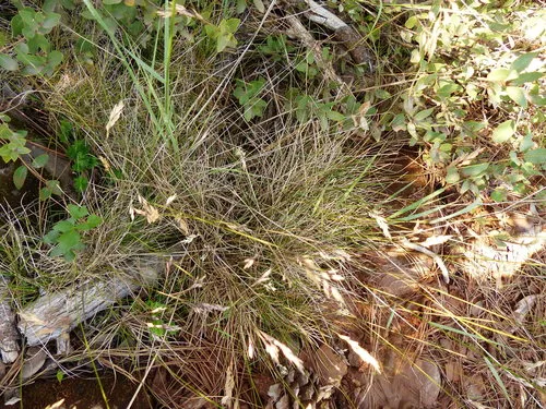 piper's blue grass