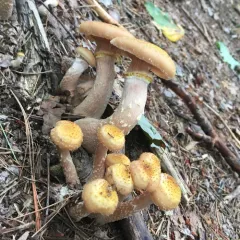 Honey Mushroom thumbnail 5