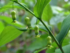 hairy Solomon's-seal thumbnail 5