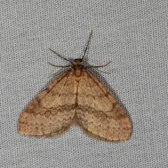 Bruce Spanworm Moth thumbnail 4