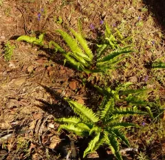 Narrowleaf sword fern thumbnail 1