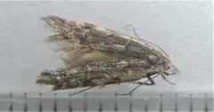 Xenolechia velatella thumbnail 4