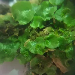 Crescent-cup liverwort thumbnail 2