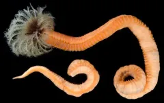 Pseudopotamilla occelata thumbnail 1