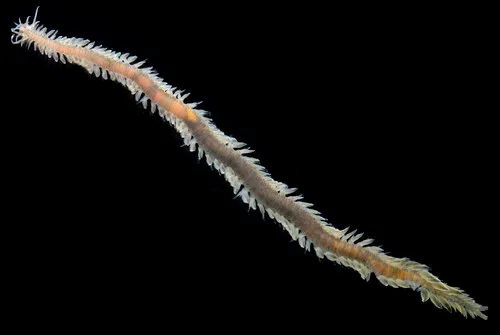 Pterocirrus parvoseta