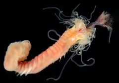 Pista brevibranchiata thumbnail 2