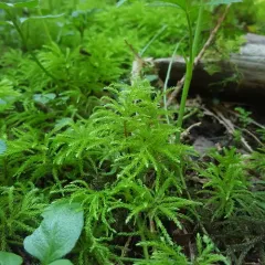 Menzies' Tree Moss thumbnail 4
