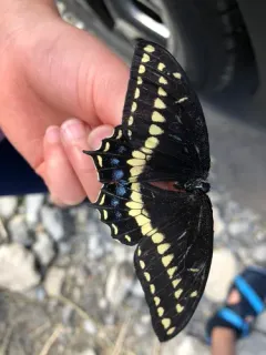 Indra Swallowtail thumbnail 2