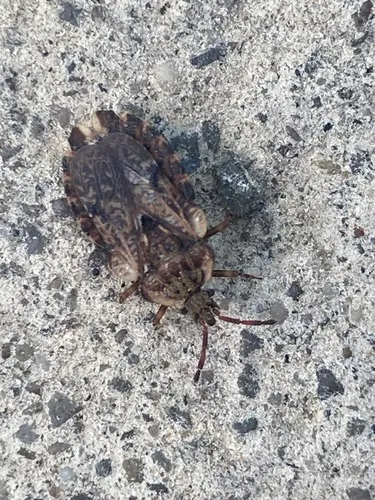 Aradus aequalis