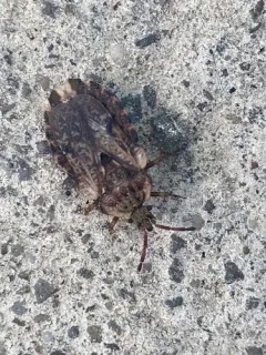 Aradus aequalis thumbnail 1