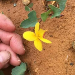 Pine Violet thumbnail 2