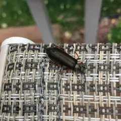 Brassy Blister Beetle thumbnail 2