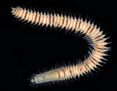 Odontosyllis phosphorea thumbnail 4