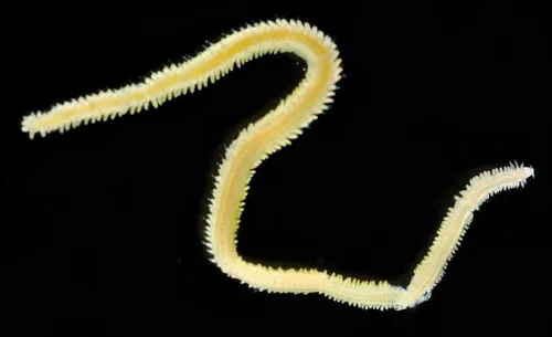 Eulalia californiensis
