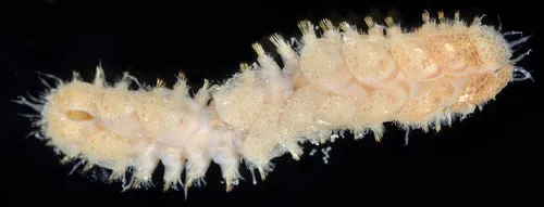 Lepidonotus spiculus