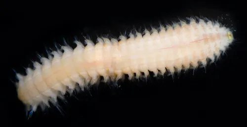 Nephtys ferruginea