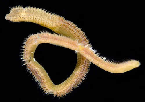 Naineris dendritica