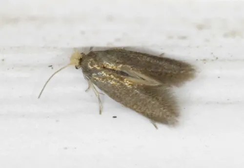 Cauchas dietziella