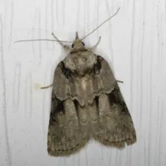 Grey Midget Moth thumbnail 4