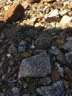 Howell's sandwort thumbnail 4