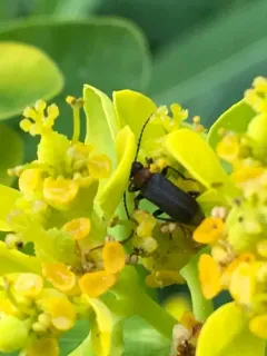 Pedilus canaliculatus thumbnail 3