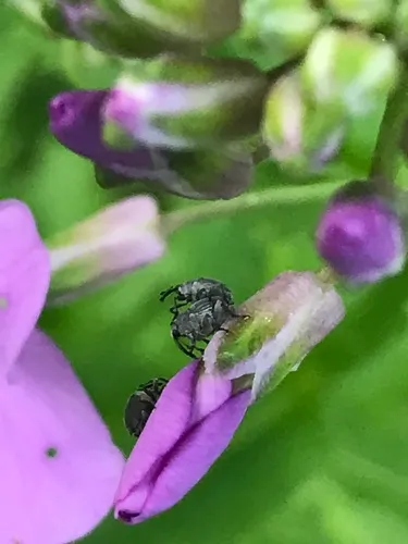 Ceutorhynchus inaffectatus