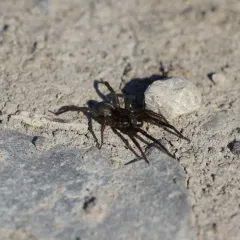 Raptor Wolf Spider thumbnail 1