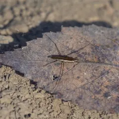 Kayak Pond Skater thumbnail 4