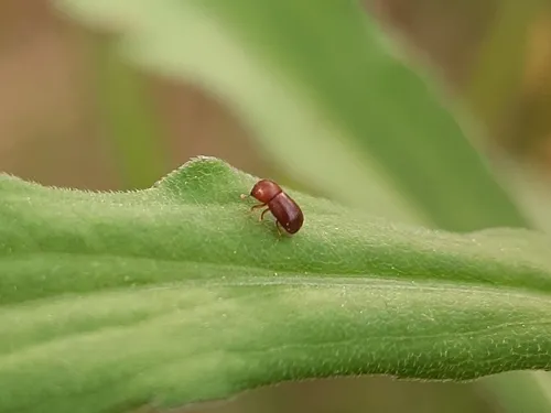 Ambrosiodmus rubricollis