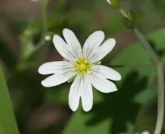 large field chickweed thumbnail 3