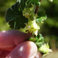 trailing gooseberry thumbnail 4