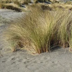 European marram grass thumbnail 2
