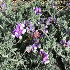 silky beach pea thumbnail 2