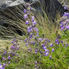 Seashore Lupine thumbnail 3