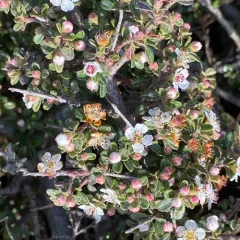 entire-leaved cotoneaster thumbnail 2