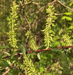 mackenzie's willow thumbnail 3