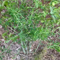 eastern wild indigo thumbnail 4